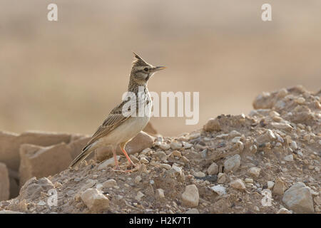 Unico Crested Lark Galerida cristatus appollaiato sulle rocce in habitat rocciosi, Eilat, Israele Foto Stock