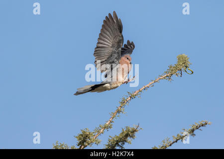 Ridendo Colomba Streptopelia senegalensis venuta in terra con le ali distese scende sul ramo, Eilat, Israele Foto Stock