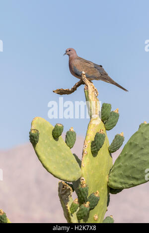 Ridendo Colomba Streptopelia senegalensis poggiante su cactus contro il cielo blu e montagne, Eilat, Israele Foto Stock