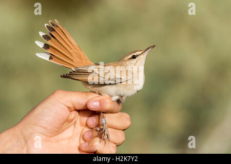 Rufous Scrub Robin Cercotrichas galactotes in mano dopo aver avuto i dati biometrici registrati alla stazione di chiamata, Eilat, Israele Foto Stock