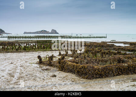 Cancale oyster farm, Brittany, Francia Foto Stock