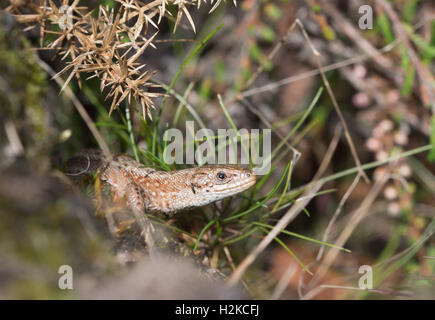 I capretti lucertola vivipara (Zootoca vivipara) crogiolarsi al sole nel comune Crooksbury nel Surrey, Inghilterra Foto Stock