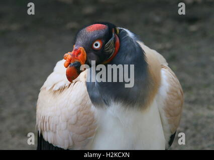 Maschio maturo sud americana King Vulture (Sarcoramphus papa) Foto Stock