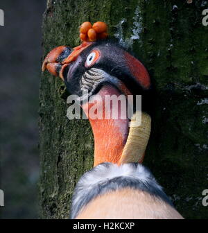 Maschio maturo sud americana King Vulture (Sarcoramphus papa) Foto Stock