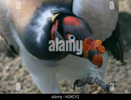 Maschio maturo sud americana King Vulture (Sarcoramphus papa) di estensione verso la telecamera Foto Stock