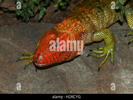 Maschio del Sud America Caimano settentrionale Lizard (Dracaena guianensis), a.k.a. Acqua Guianan Tegu Foto Stock