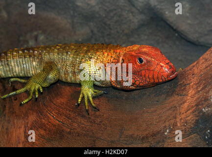 Maschio del Sud America Caimano settentrionale Lizard (Dracaena guianensis), a.k.a. Acqua Guianan Tegu Foto Stock