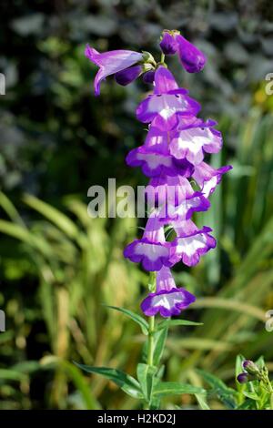 Penstemon Foto Stock