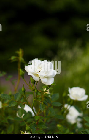 Piccoli fiori di rose bianche Foto Stock