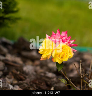 Piccola rosa e boccola gialla rose fiori. Rose multicolori fiori nel giardino Foto Stock