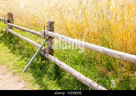 Rural staccionata in legno lungo il campo della segale in estate Foto Stock