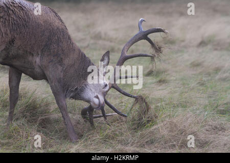 Londra REGNO UNITO. Il 29 settembre 2016. La stagione autunnale è il tempo dell'anno quando Stag rut in Richmond Park noto come i solchi o nidificazione, in competizione per il predominio e a volte si impegnano in feroci battaglie di accoppiamento per accoppiarsi con cerve Credito: amer ghazzal/Alamy Live News Foto Stock