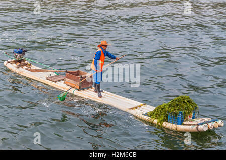 Lavoratore sono la raccolta e la rimozione di alghe sulla sua zattera di bambù dal fiume Li vicino a Yangshuo Foto Stock