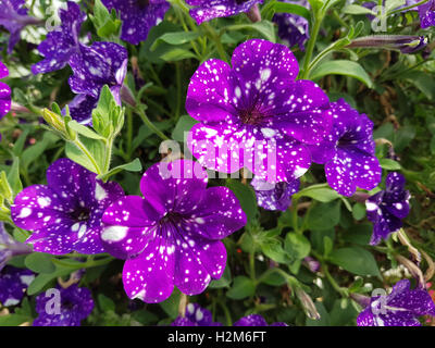 Petunie, Pitunia, notte, sky Foto Stock
