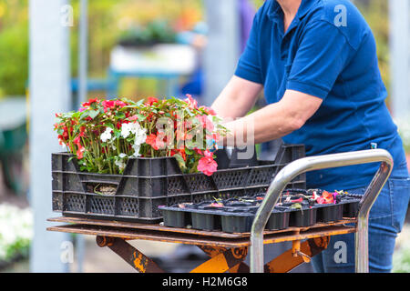 Piante che crescono in una moderna serra Foto Stock