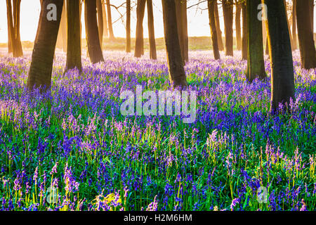 Bluebell boschi a sunrise. Foto Stock