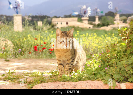 Gatto domestico, tabby nero, seduto su una strada sterrata, in fiore, prato colorato, di fronte ai mulini a vento, Maiorca Foto Stock