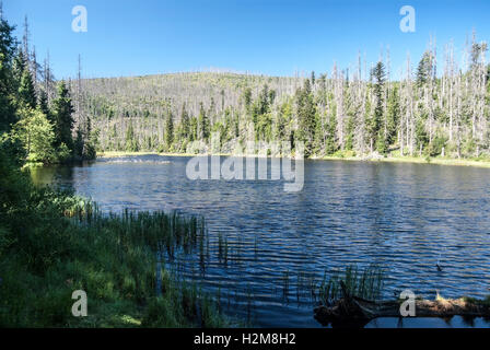 Laka lago di montagna con il cielo limpido e la foresta devastata dall'infestazione da scolitidi nelle montagne sumava Foto Stock