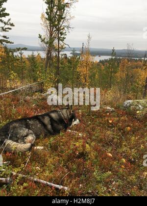 Cane da caccia che stabilisce nel muschio con un lago sullo sfondo, immagine dal nord della Svezia. Foto Stock