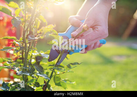 Sbiadita steli di rose, potatura. Cura di cespugli di rose. Giardiniere potatura cesoie per il taglio di arbusti di rose Foto Stock