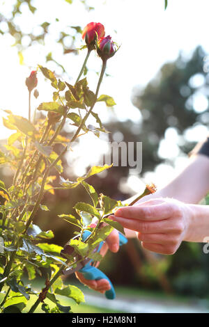 Cura di cespugli di rose. Giardiniere potatura cesoie per il taglio di arbusti di rose Foto Stock