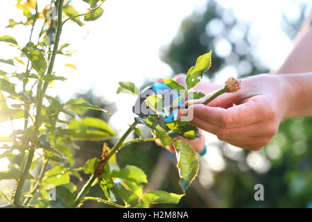 Rosa multiflora, rifilatura. Sbiadita steli di rose, potatura. Cura di cespugli di rose. Foto Stock