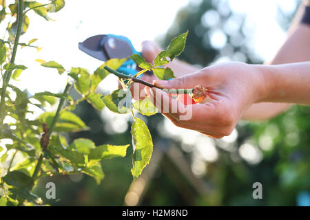 Sbiadita steli di rose, potatura. Cura di cespugli di rose. Foto Stock