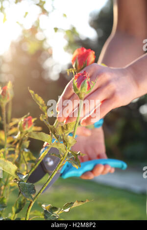 Cura di cespugli di rose. Giardiniere potatura cesoie per il taglio di arbusti di rose Foto Stock