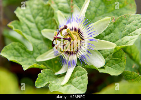 Blu e bianco fiori di passione o la passione vigne (Passiflora caerulea) Foto Stock