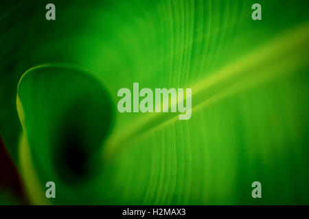 Colore verde brillante banana leaf srotola dalla levetta. Foto Stock