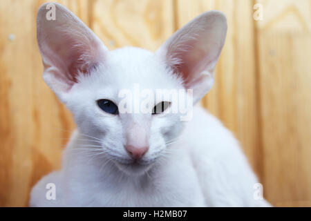 Bianco gatto orientali con occhi di diversi colori. Foto Stock