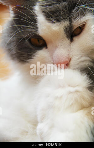 Gatto di grigio e colori bianco close-up foto. Foto Stock