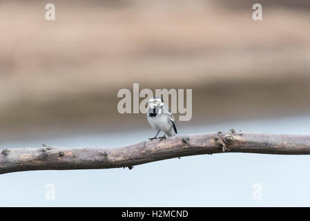 Un arroccato capretti Pied Wagtail Foto Stock