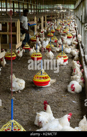 La Nigeria, stato di Oyo, Ibadan, pollaio, mantenendo lo strato di gallina per la produzione di uova /Legehennenhaltung fuer Eierproduktion Foto Stock