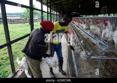 La Nigeria, stato di Oyo, Ibadan, carico di vecchie galline ovaiole per la vendita come vivere il pollo sul mercati in Lagos / Legehennenhaltung, Verladung alter Legehennen zum Verkauf als Suppenhuhn auf Maerkten a Lagos Foto Stock