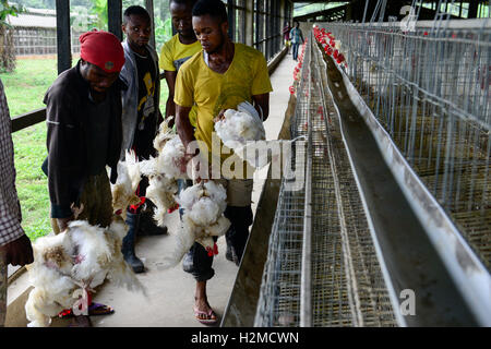 La Nigeria, stato di Oyo, Ibadan, carico di vecchie galline ovaiole per la vendita come vivere il pollo sul mercati in Lagos / Legehennenhaltung, Verladung alter Legehennen zum Verkauf als Suppenhuhn auf Maerkten a Lagos Foto Stock