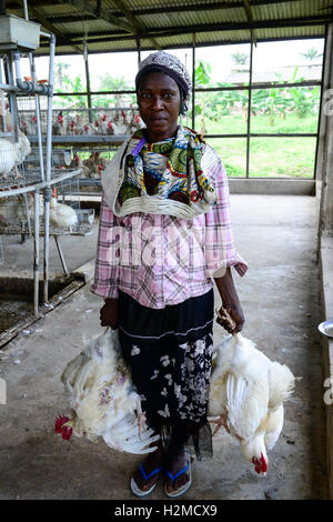 La Nigeria, stato di Oyo, Ibadan, carico di vecchie galline ovaiole per la vendita come vivere il pollo sul mercati in Lagos / Legehennenhaltung, Verladung alter Legehennen zum Verkauf als Suppenhuhn auf Maerkten a Lagos Foto Stock