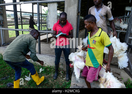 La Nigeria, stato di Oyo, Ibadan, carico di vecchie galline ovaiole per la vendita come vivere il pollo sul mercati in Lagos / Legehennenhaltung, Verladung alter Legehennen zum Verkauf als Suppenhuhn auf Maerkten a Lagos Foto Stock