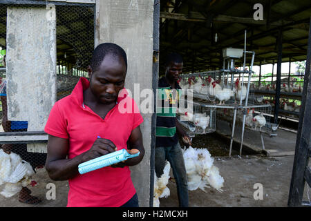 La Nigeria, stato di Oyo, Ibadan, carico di vecchie galline ovaiole per la vendita come vivere il pollo sul mercati in Lagos / Legehennenhaltung, Verladung alter Legehennen zum Verkauf als Suppenhuhn auf Maerkten a Lagos Foto Stock