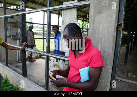 La Nigeria, stato di Oyo, Ibadan, carico di vecchie galline ovaiole per la vendita come vivere il pollo sul mercati in Lagos / Legehennenhaltung, Verladung alter Legehennen zum Verkauf als Suppenhuhn auf Maerkten a Lagos Foto Stock