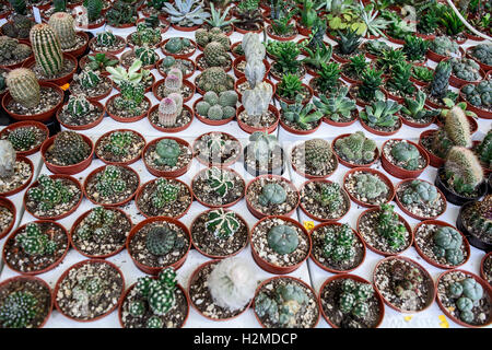 La vendita di esposizione di vari mini cactus. Foto Stock