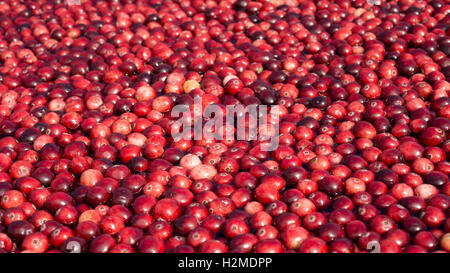 Mirtilli rossi freschi galleggiante in un display bog all'USDA Farmers Market e Ocean Spray cooperativa agricola Settembre 17, 2016 a Washington, DC. Foto Stock