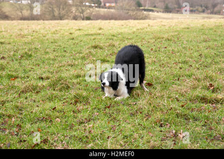 Un Border Collie in un campo nella tipica posa collie Foto Stock