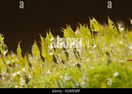 Le gocce di pioggia catturati in moss con un web ragni cucita lungo la sommità delle fronde di MOSS, Essex, Novembre Foto Stock