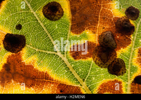 Una specie di quercia Gall retroilluminato mostra la trasparenza in foglia, Essex, Novembre Foto Stock