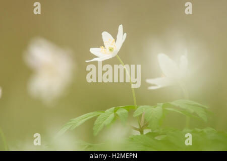 Legno Anemone Anemone nemorosa , in fiore in primavera il bosco, Marzo, Essex Foto Stock