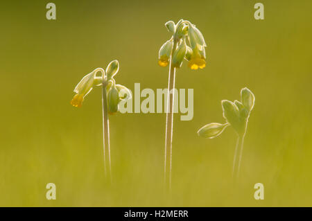 Cowslip Primula veris retroilluminato in prato in tarda serata luce, Essex, Aprile Foto Stock