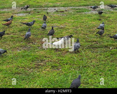 Gruppo di piccioni in diversi colori a piedi attorno a prato Foto Stock