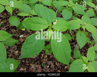 Wald-Bingelkraut, Mercurialis perennis, Foto Stock