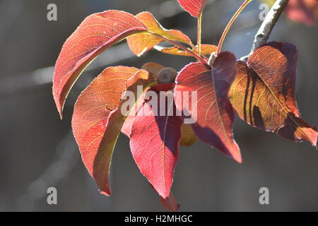 Foglie di Bradford pear tree diventa rosso in autunno Foto Stock